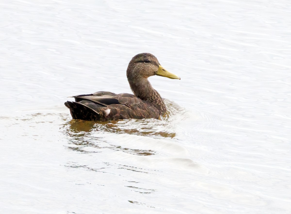 American Black Duck - ML610083878