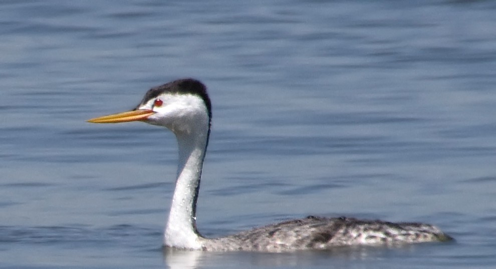 Clark's Grebe - ML61008391