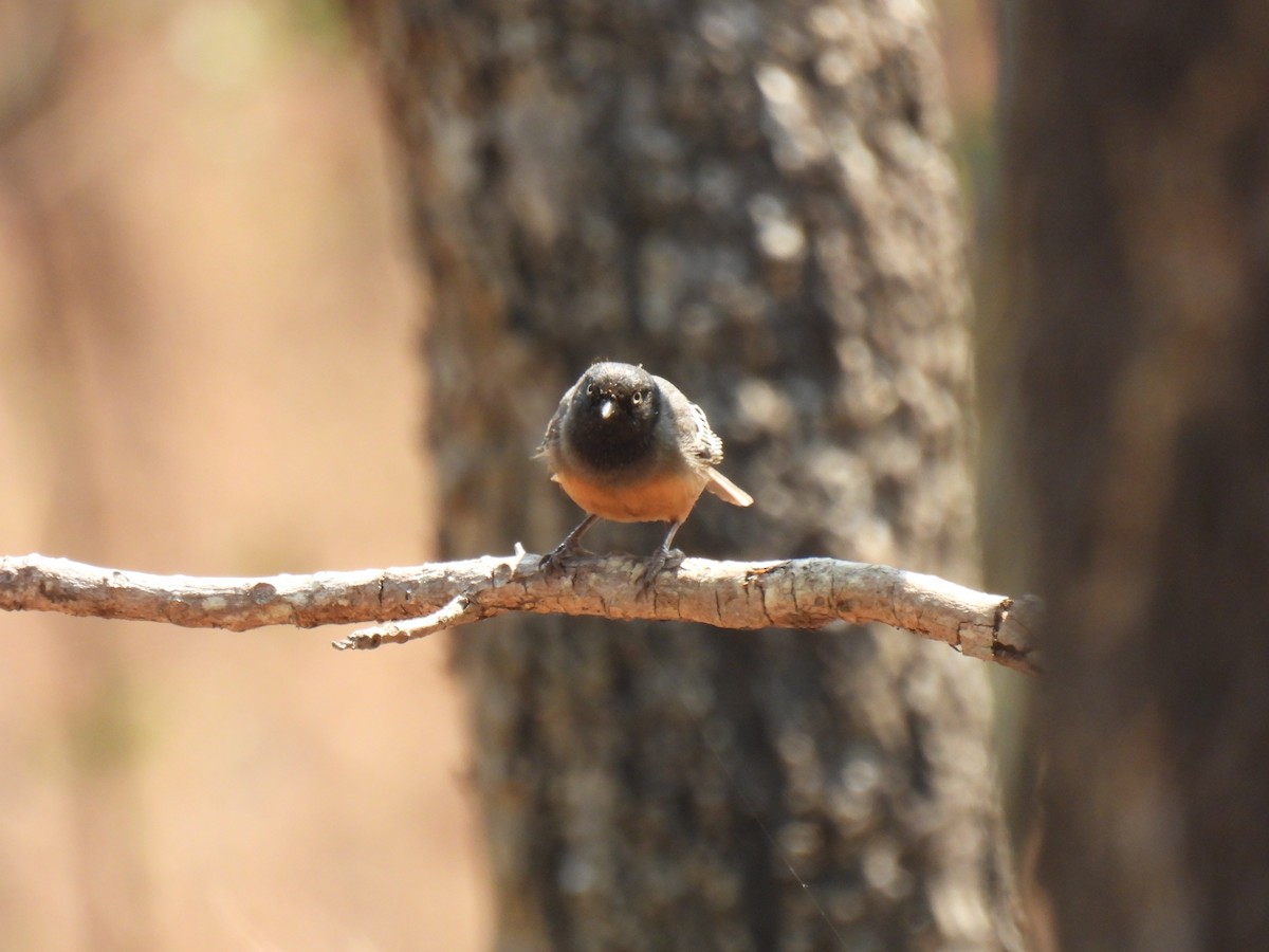 Rufous-bellied Tit (Rufous-bellied) - ML610083924