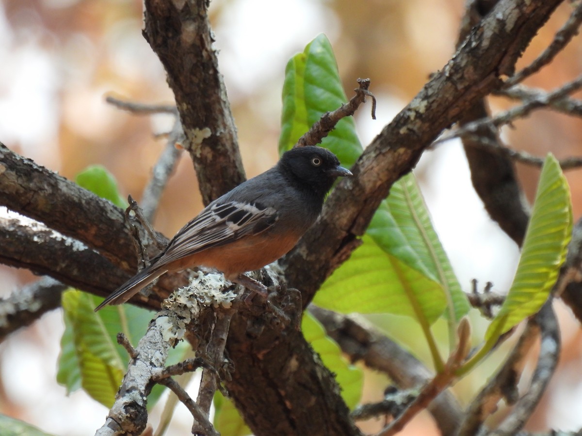 Rostbauch-Rußmeise (rufiventris/masukuensis) - ML610083926