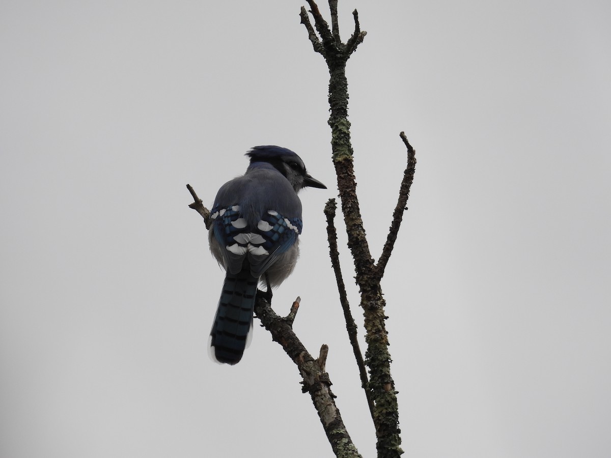 Blue Jay - ML610083981