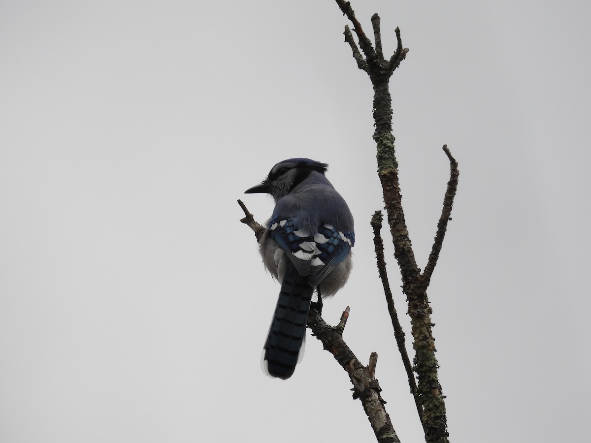 Blue Jay - Taylor Landry