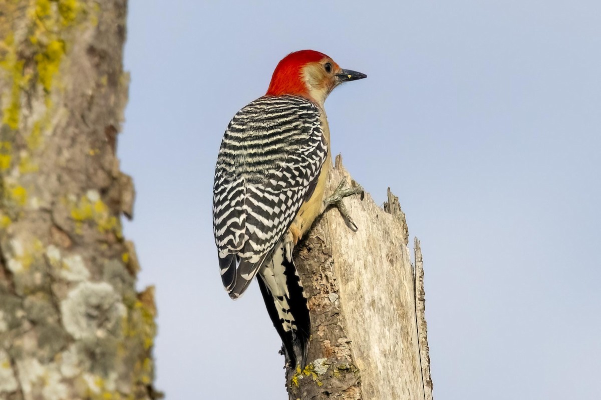 Red-bellied Woodpecker - Mike Affinito