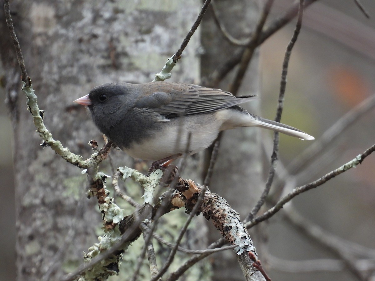 Dark-eyed Junco - ML610083987