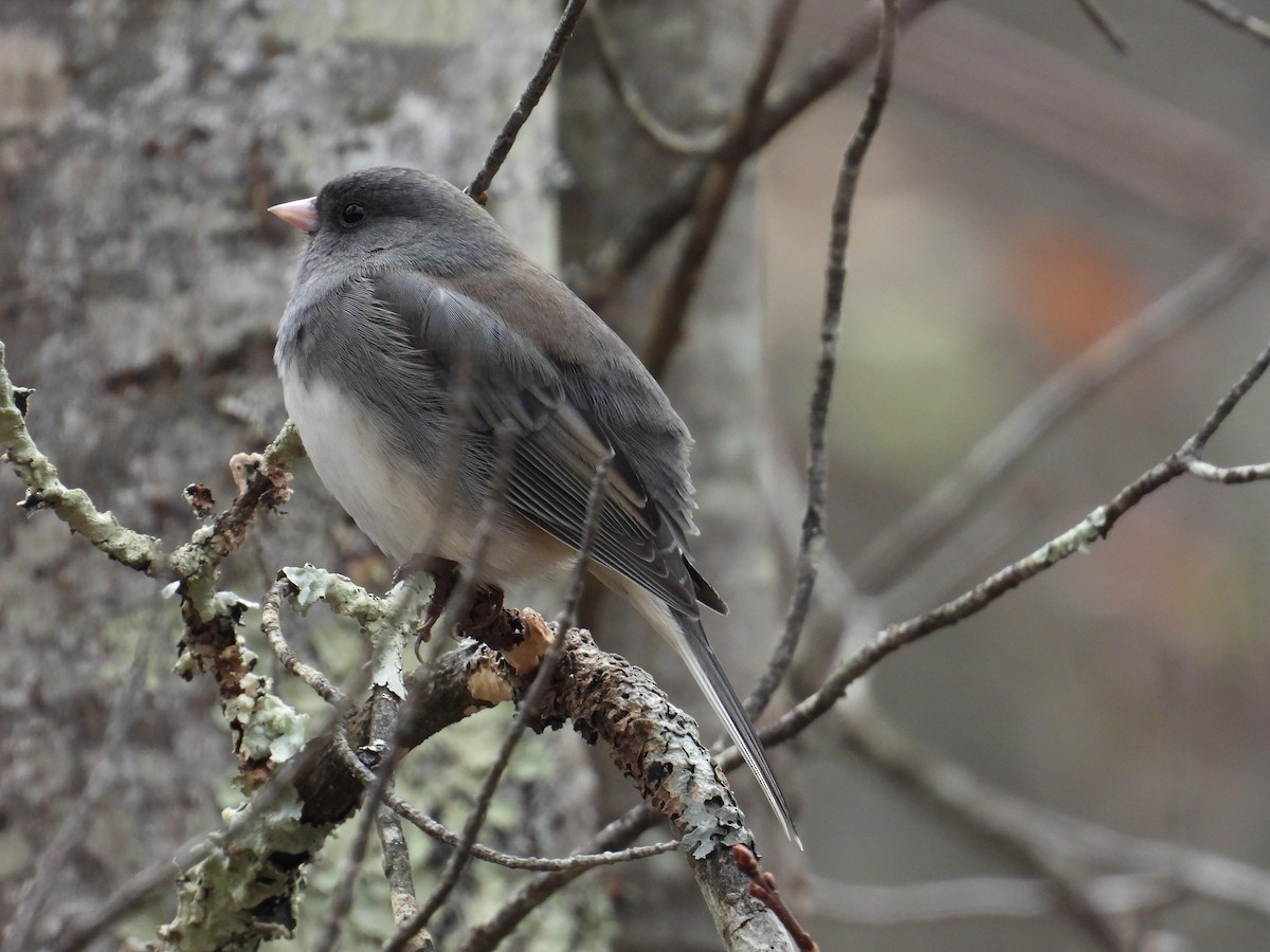 Junco ardoisé - ML610083989