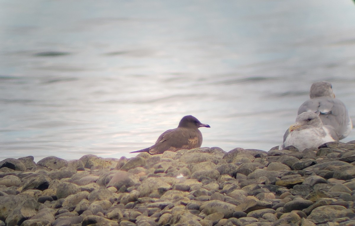 Heermann's Gull - ML610083990