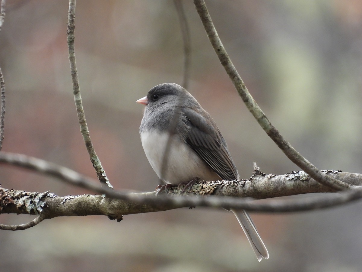 Dark-eyed Junco - ML610084009