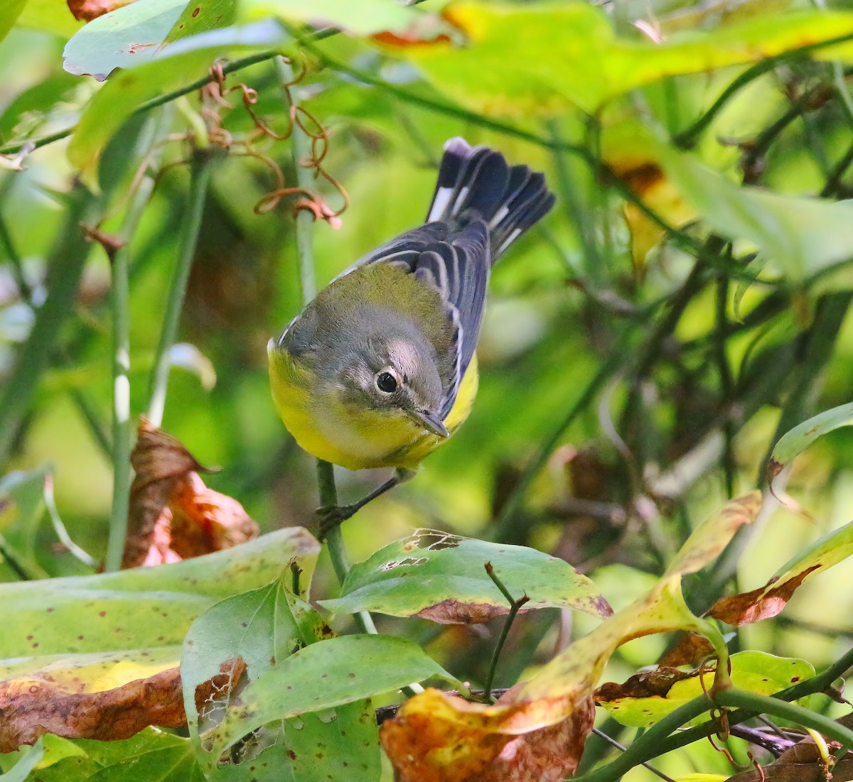 Magnolia Warbler - Aidan Griffiths