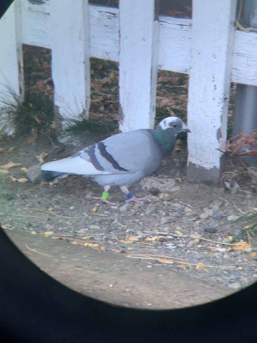 カワラバト（ドバト、家畜型） - ML610084113