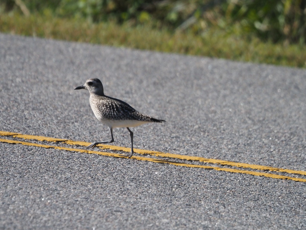 Black-bellied Plover - ML610084115