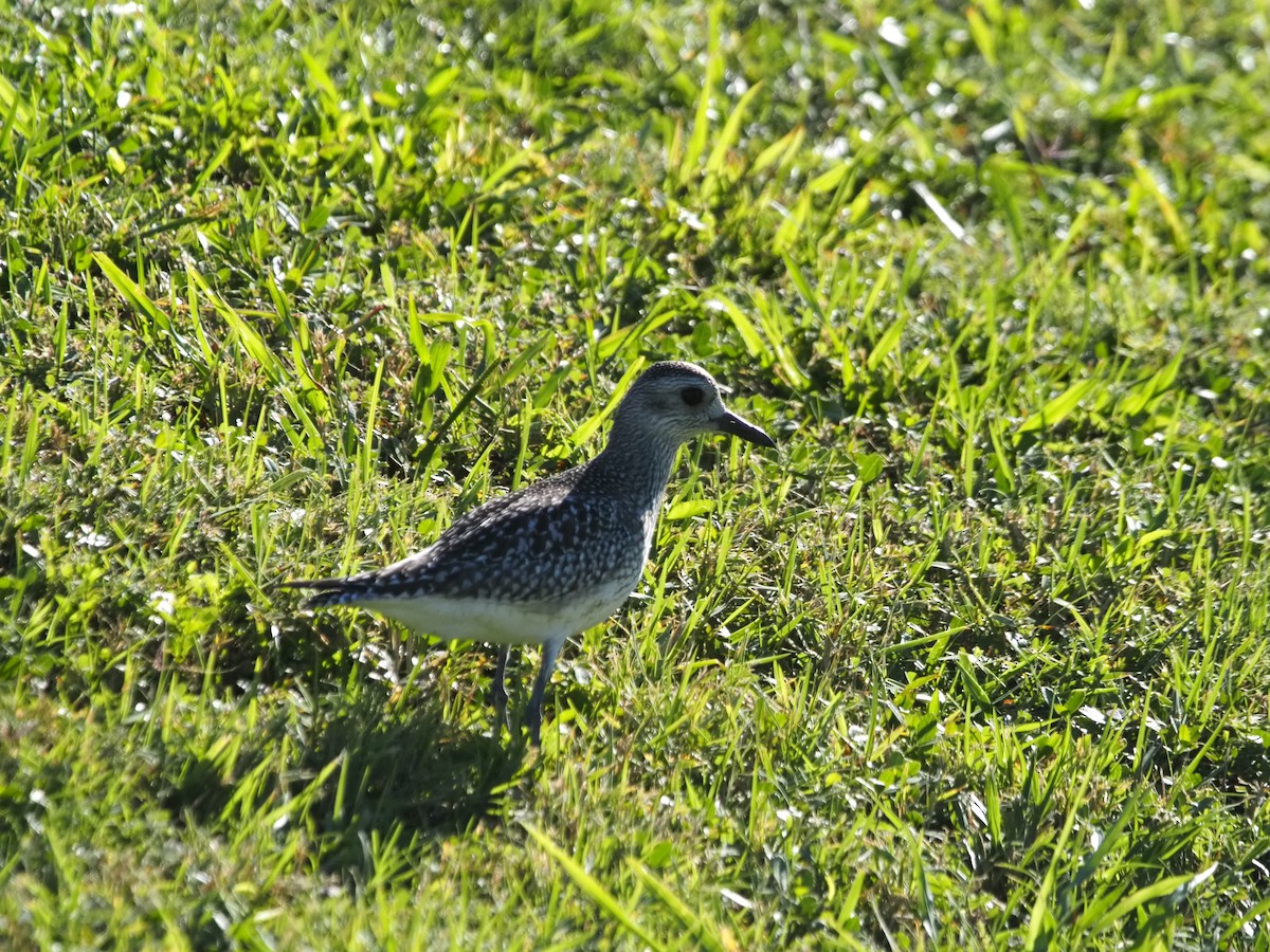 Black-bellied Plover - ML610084119