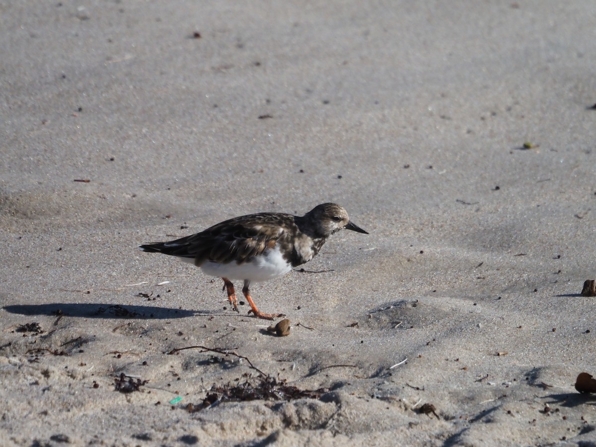 Ruddy Turnstone - ML610084167