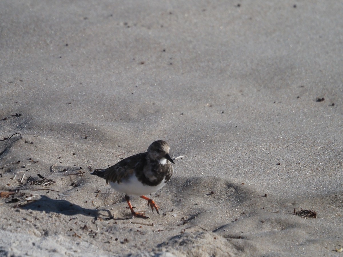 Ruddy Turnstone - ML610084171