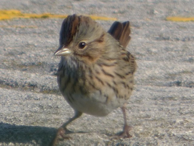 Lincoln's Sparrow - ML610084216