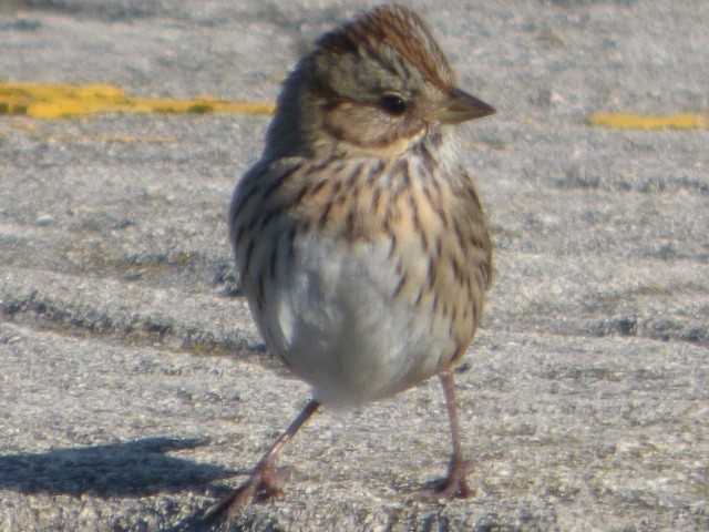 Lincoln's Sparrow - ML610084217