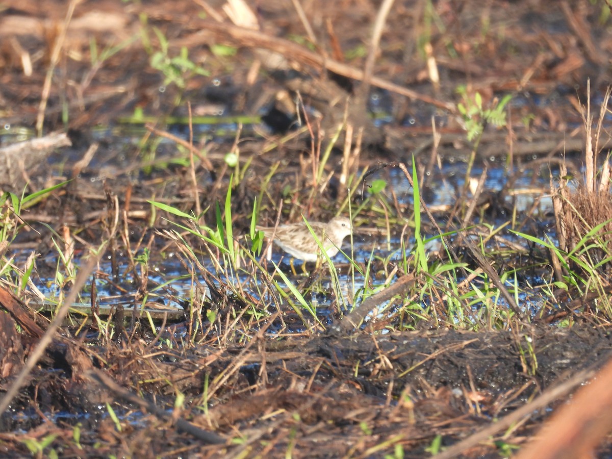 Least Sandpiper - ML610084241