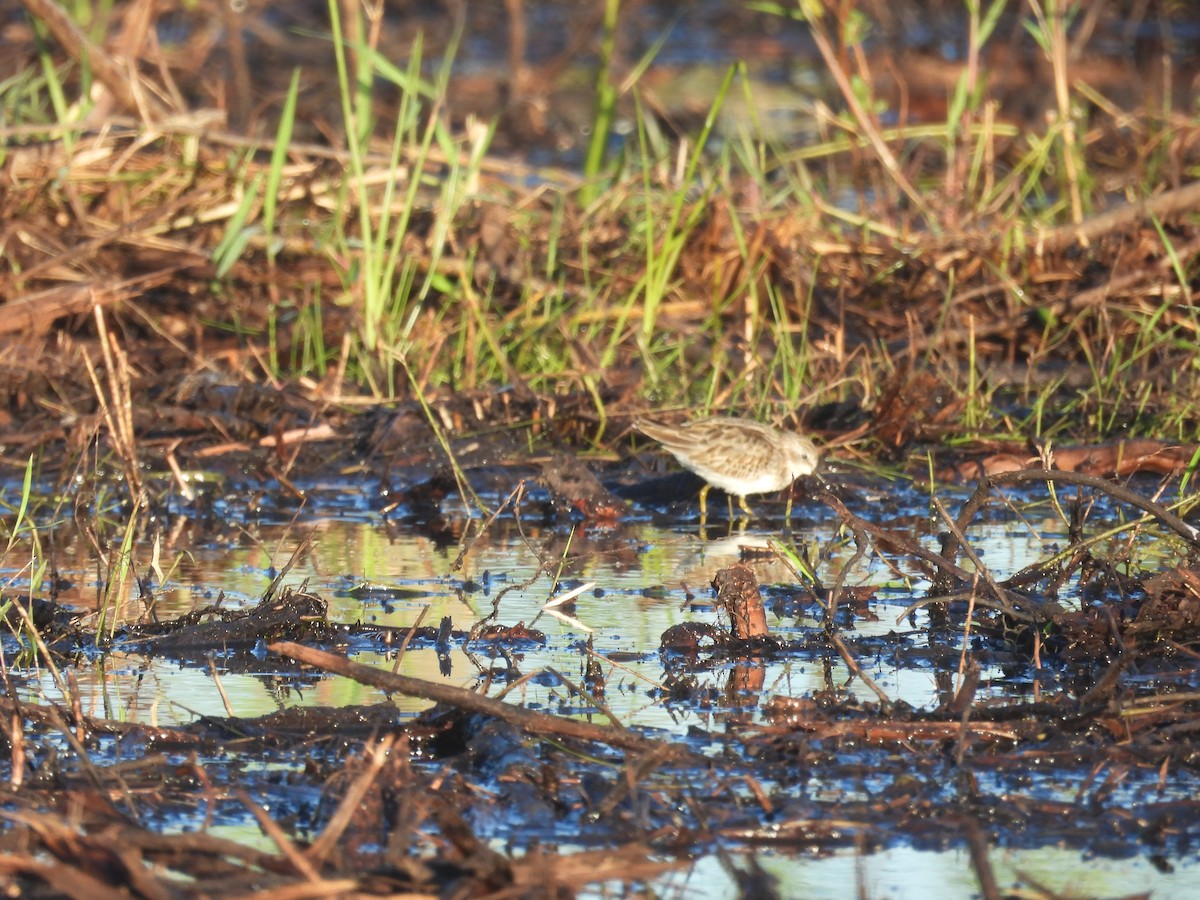 Least Sandpiper - ML610084243