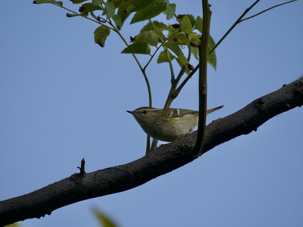 Yellow-browed Warbler - ML610084367