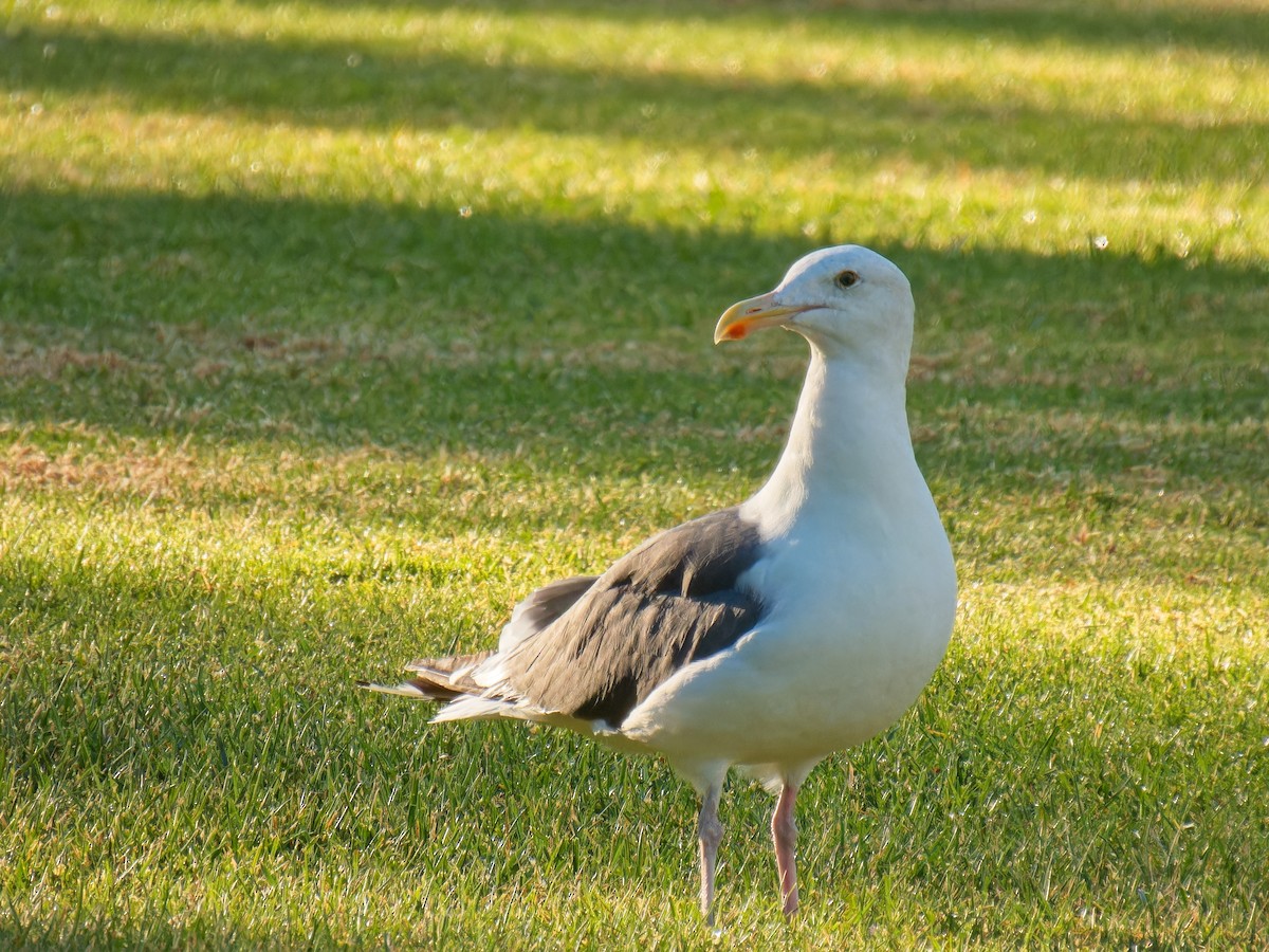 Western Gull - Jeffrey Hale