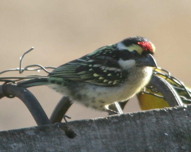 Red-fronted Barbet - ML61008441