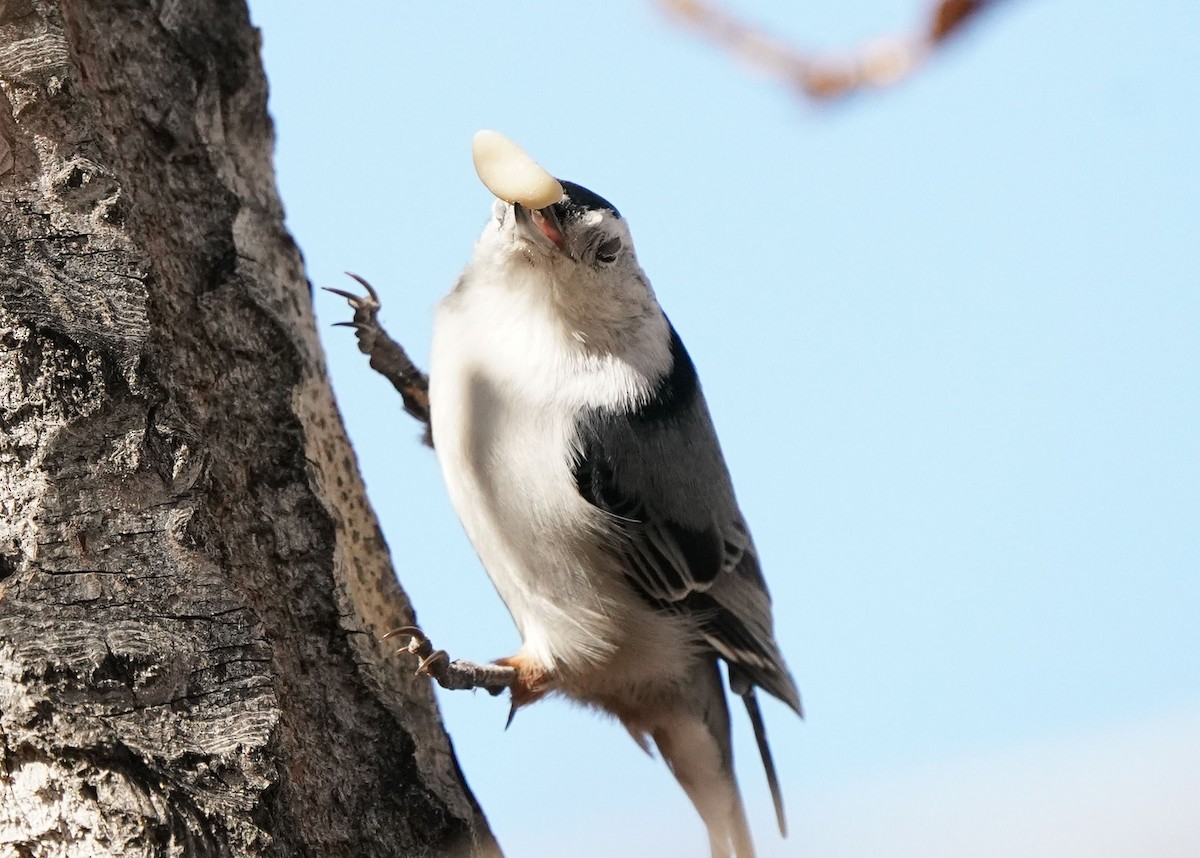 White-breasted Nuthatch - ML610084477