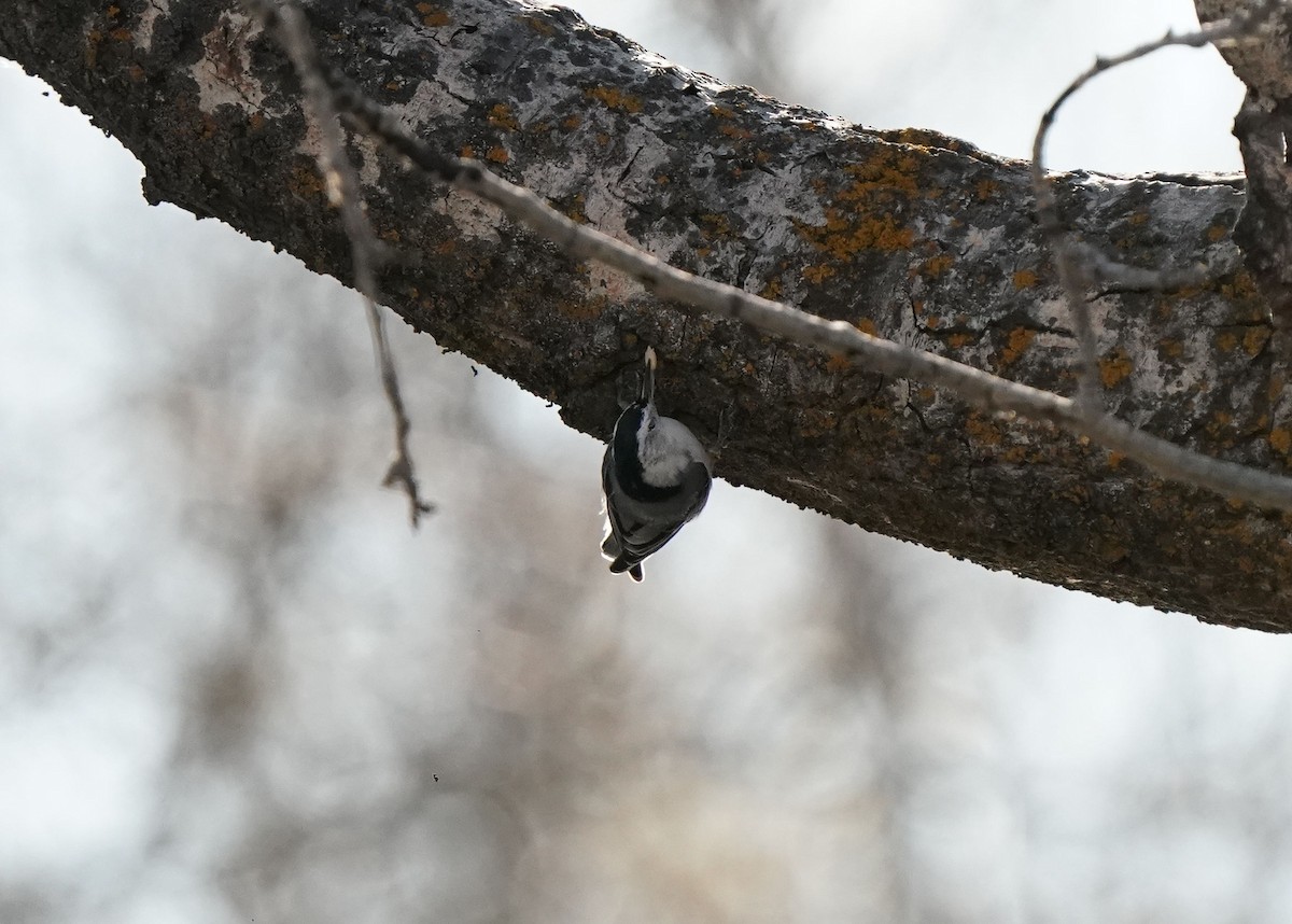 White-breasted Nuthatch - ML610084478