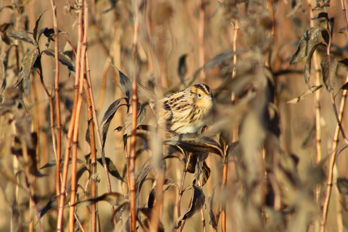 LeConte's Sparrow - ML610084535