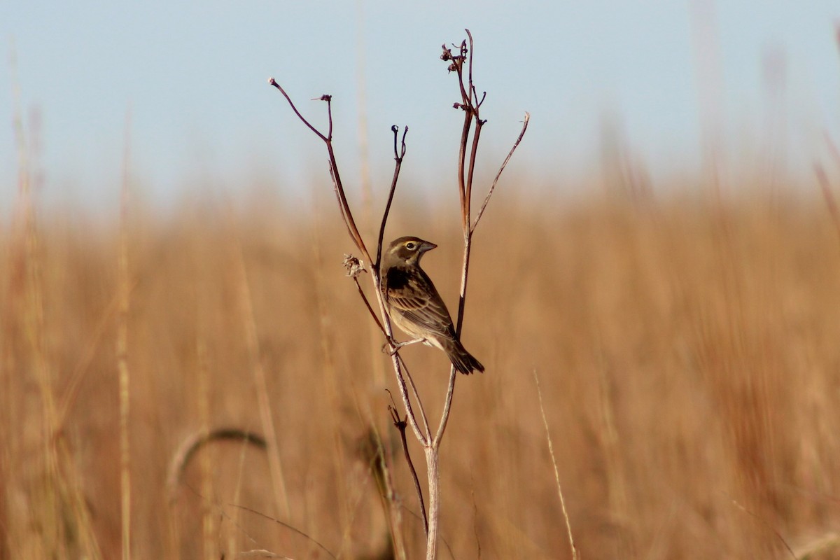 Dickcissel - ML610084566