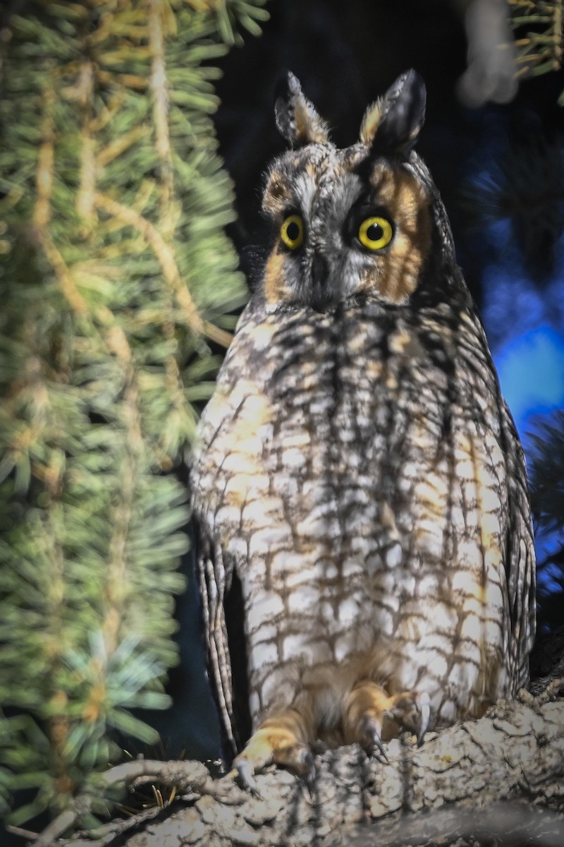 Long-eared Owl - ML610084603