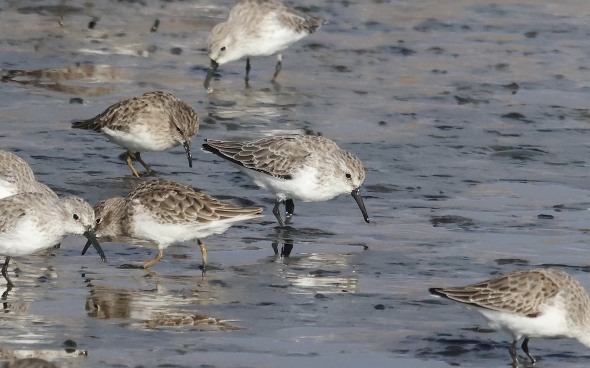 Western Sandpiper - ML610084637