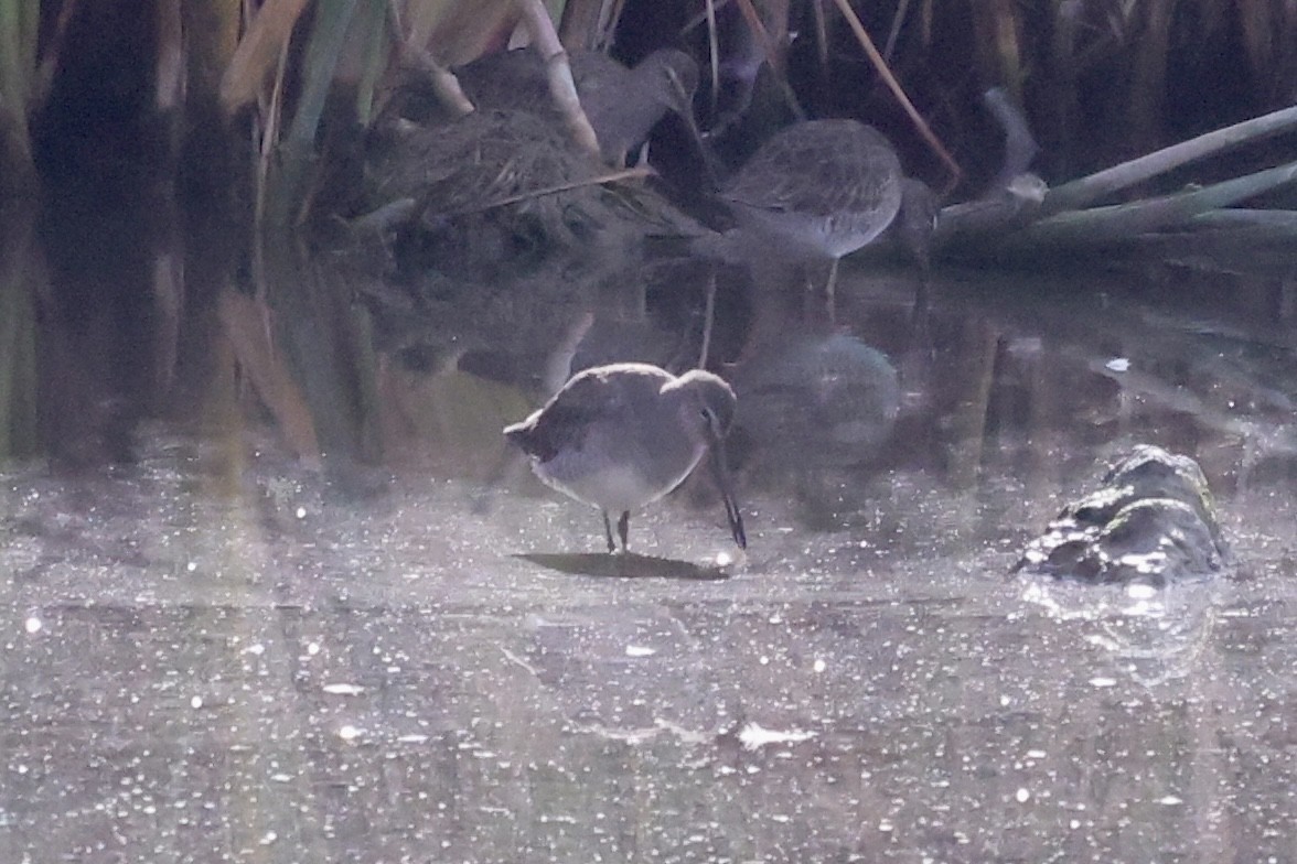 Long-billed Dowitcher - ML610084647