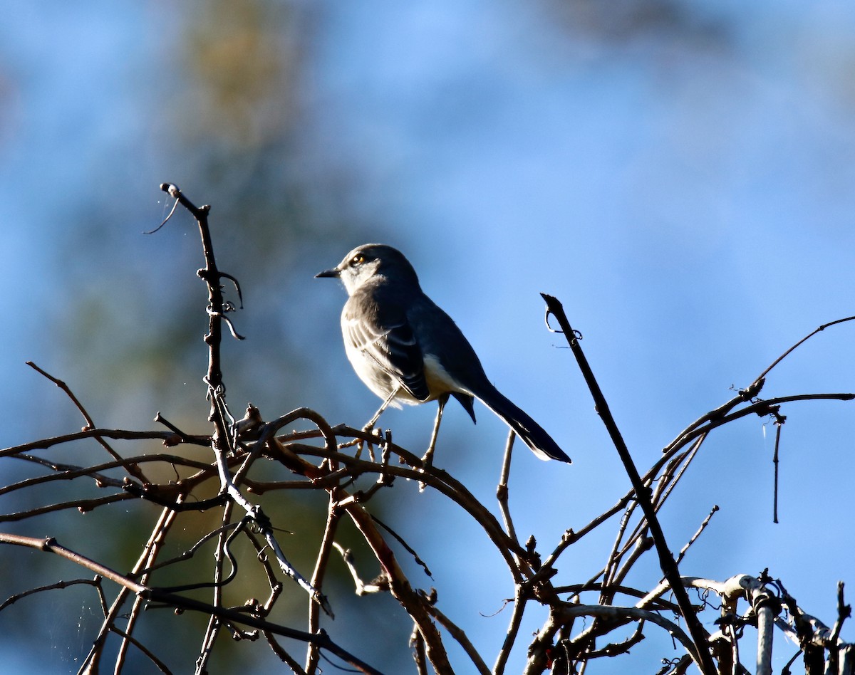 Northern Mockingbird - ML610084661