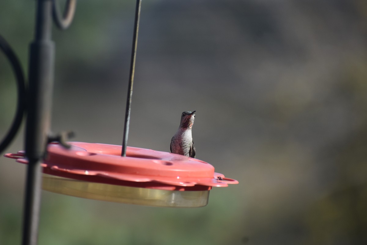 Anna's Hummingbird - ML610084682