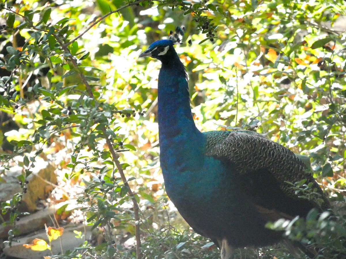 Indian Peafowl - ML610084695