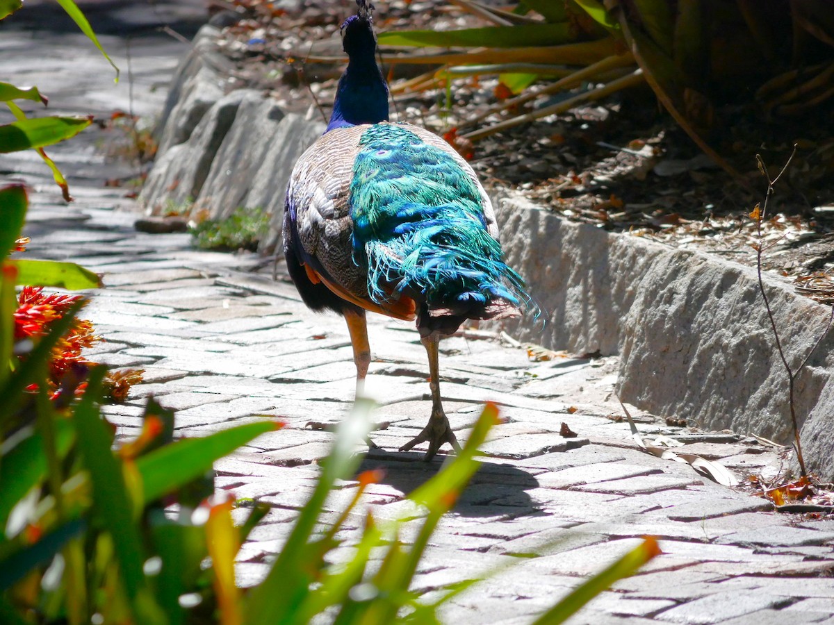 Indian Peafowl - ML610084697
