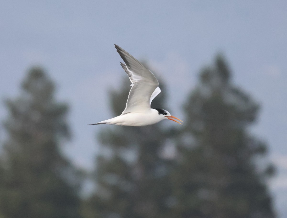 Elegant Tern - ML610084704