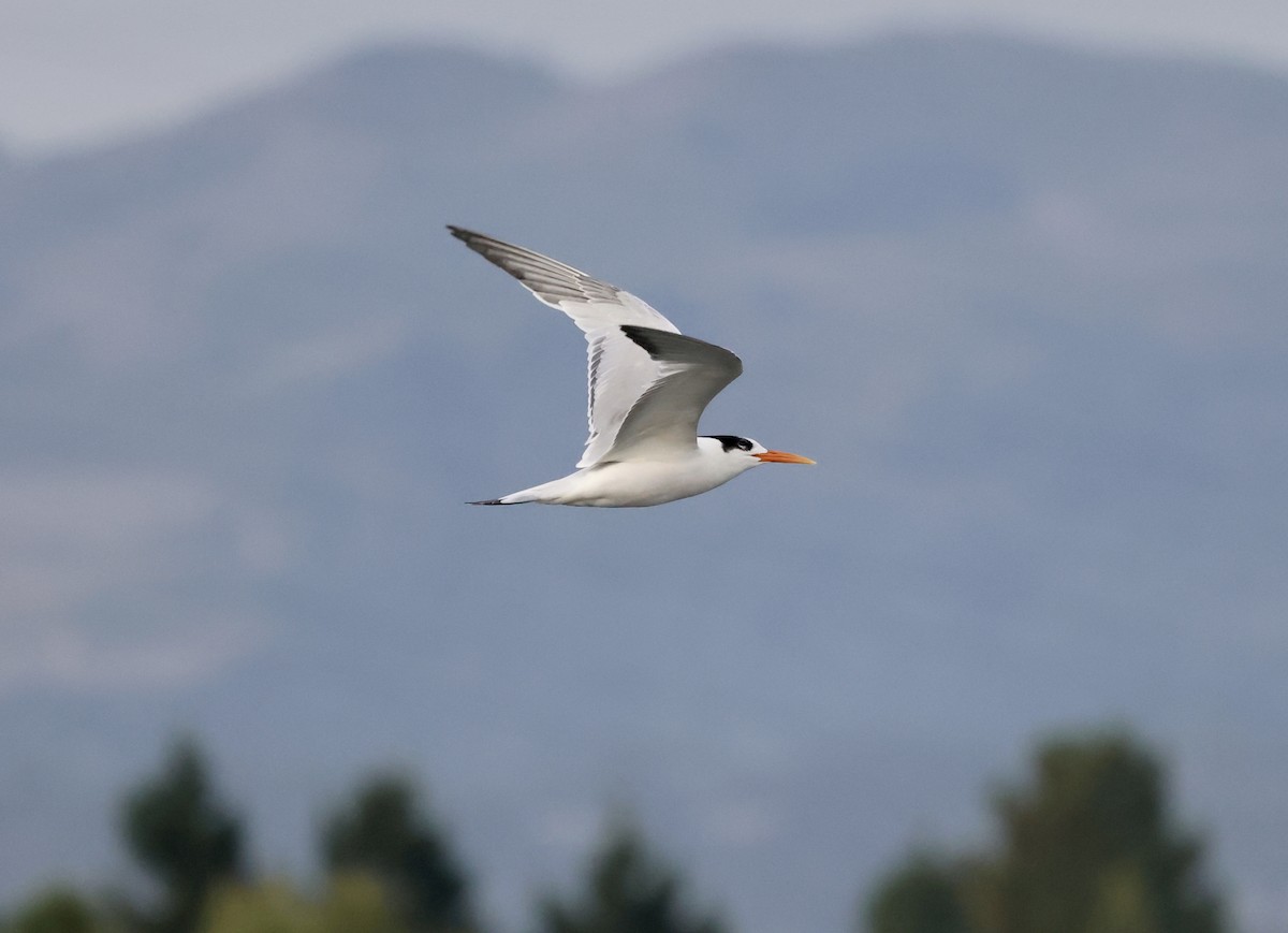 Elegant Tern - ML610084706