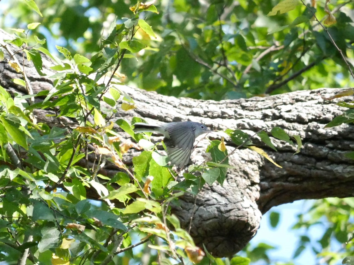 Blue-gray Gnatcatcher - ML610084730