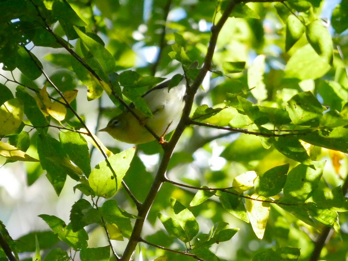 Tennessee Warbler - ML610084745