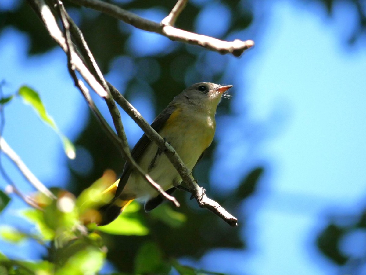 American Redstart - ML610084756