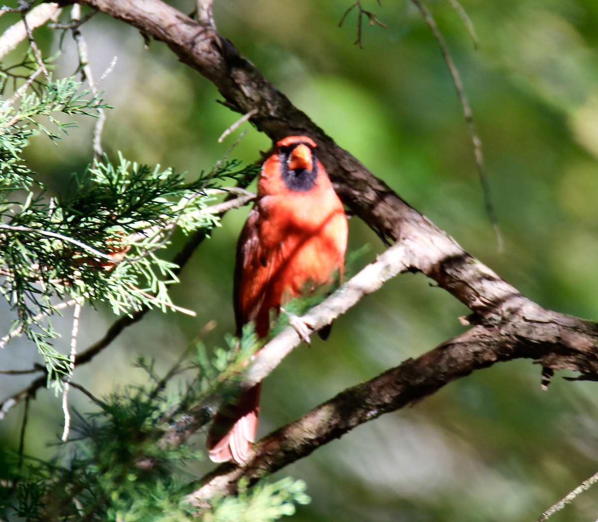 Northern Cardinal - ML610084803