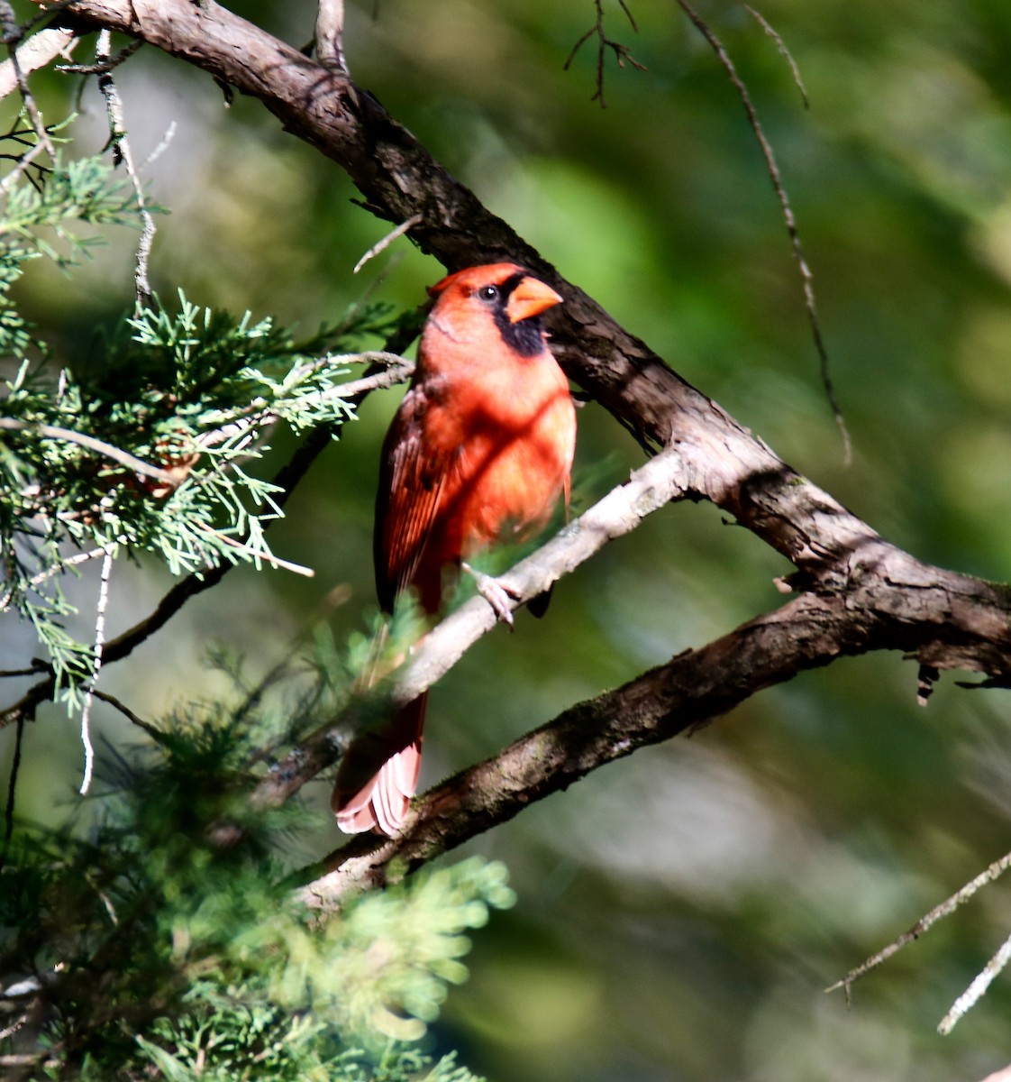 Northern Cardinal - ML610084804