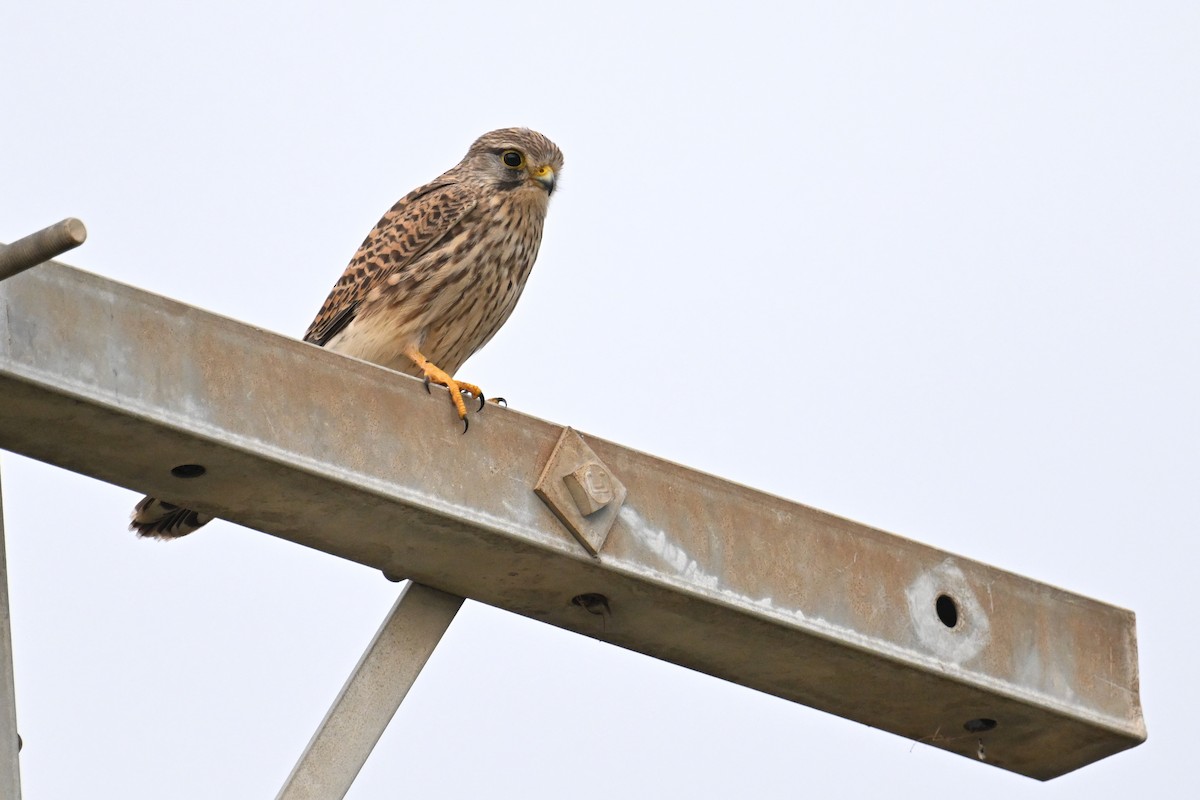 Eurasian Kestrel - Ting-Wei (廷維) HUNG (洪)