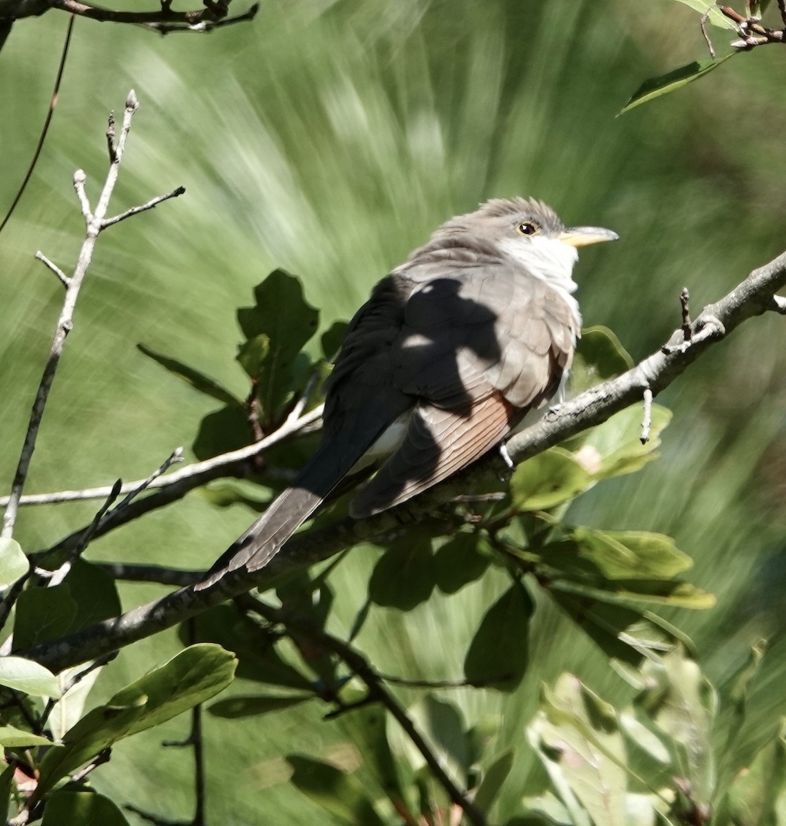 Yellow-billed Cuckoo - ML610084904