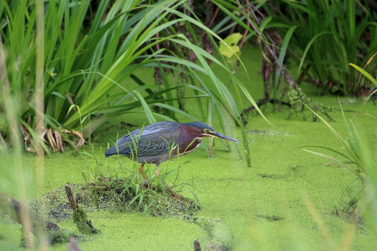 Green Heron - Daniel  Bellich