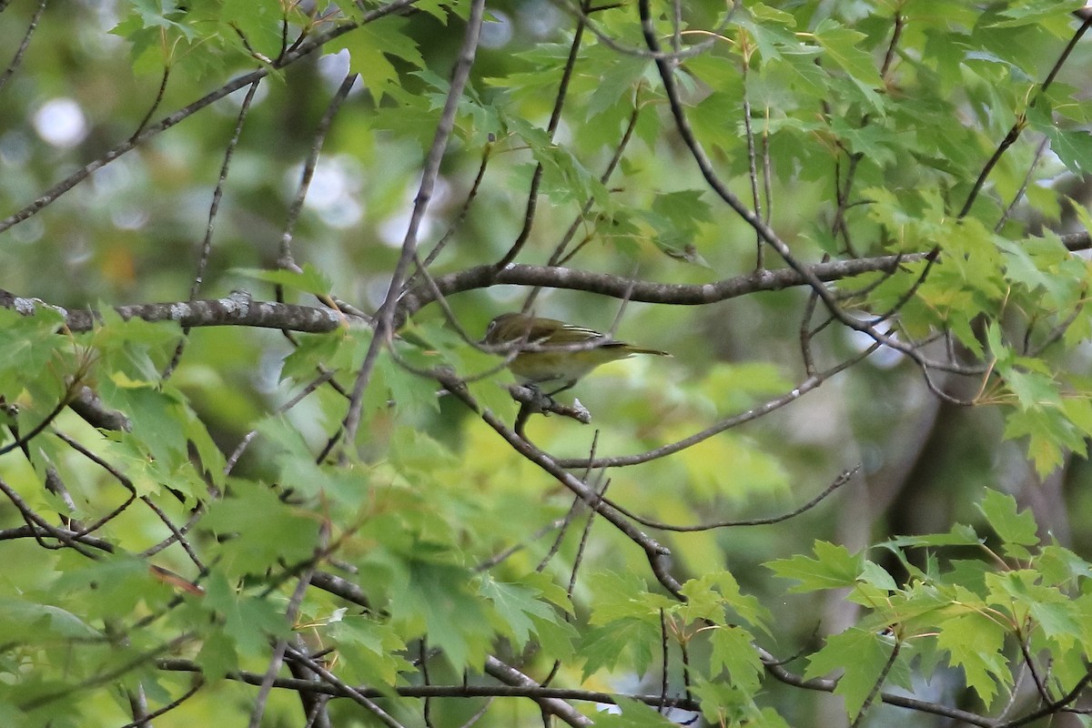 Blue-headed Vireo - ML610084946