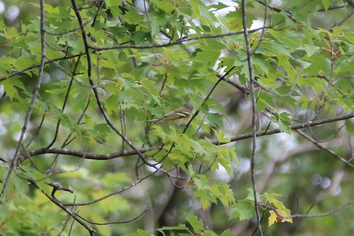 Blue-headed Vireo - ML610084947