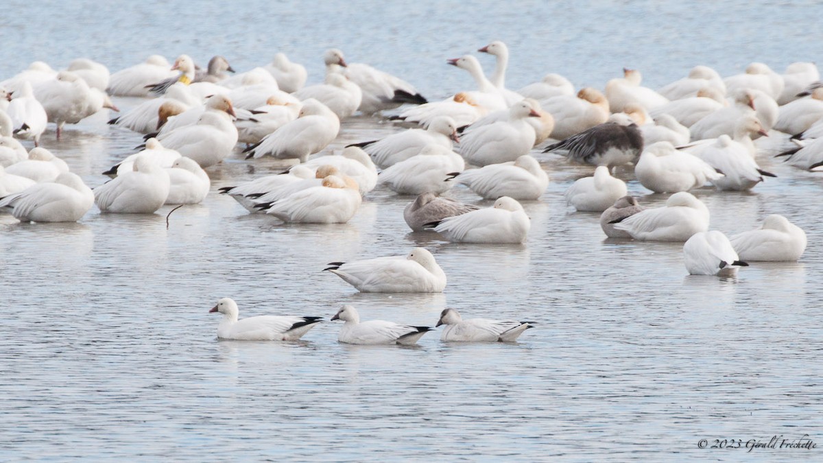 Ross's Goose - ML610084950