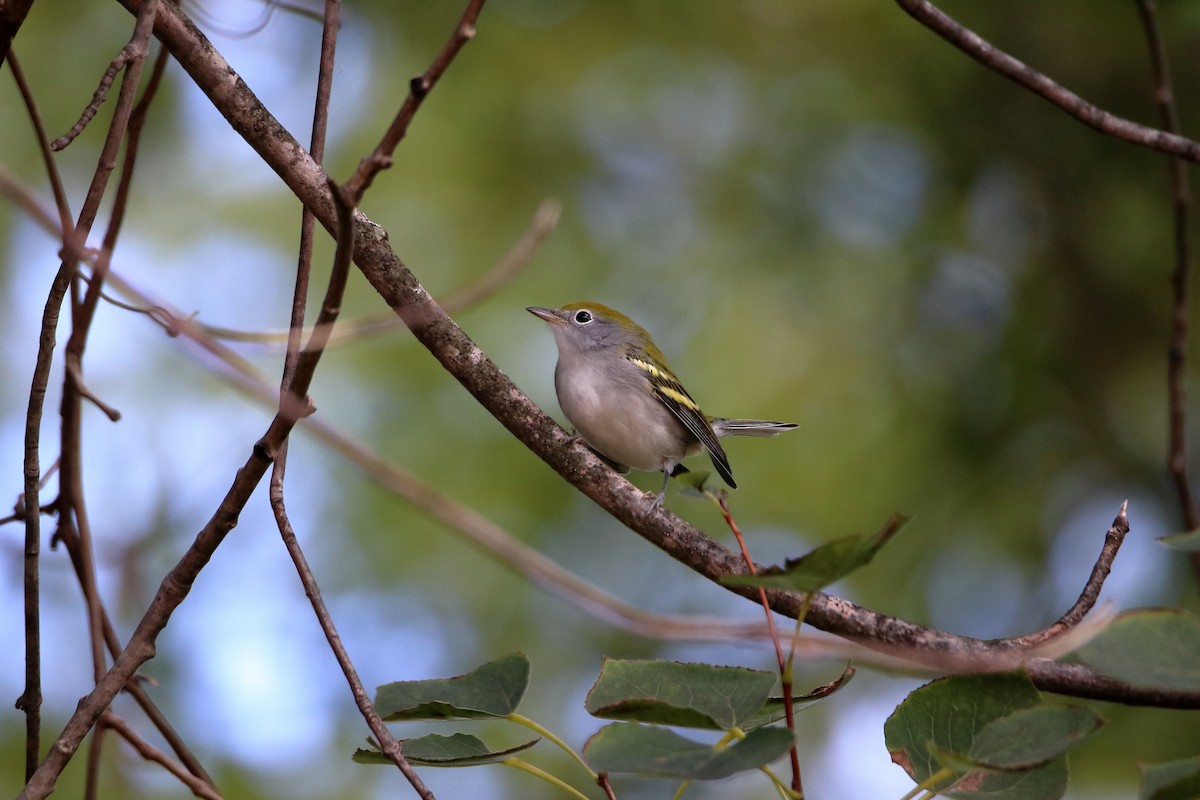 Chestnut-sided Warbler - Daniel  Bellich