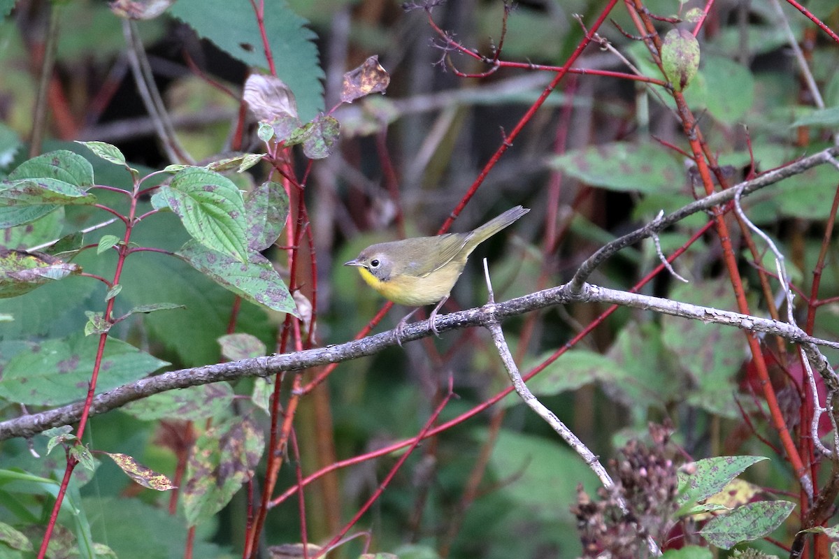 Common Yellowthroat - Daniel  Bellich